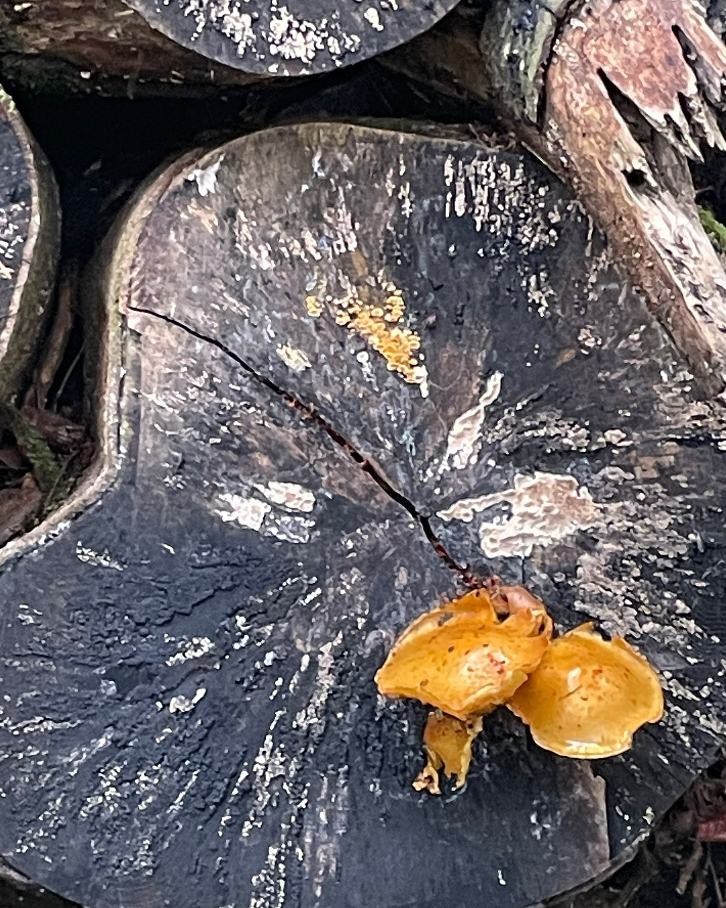 Bild aus dem Instagram-Beitrag &laquo;Am Montag waren wir mit unseren Sch&uuml;lerinnen und Sch&uuml;lern wieder im Wald &hellip;&raquo;