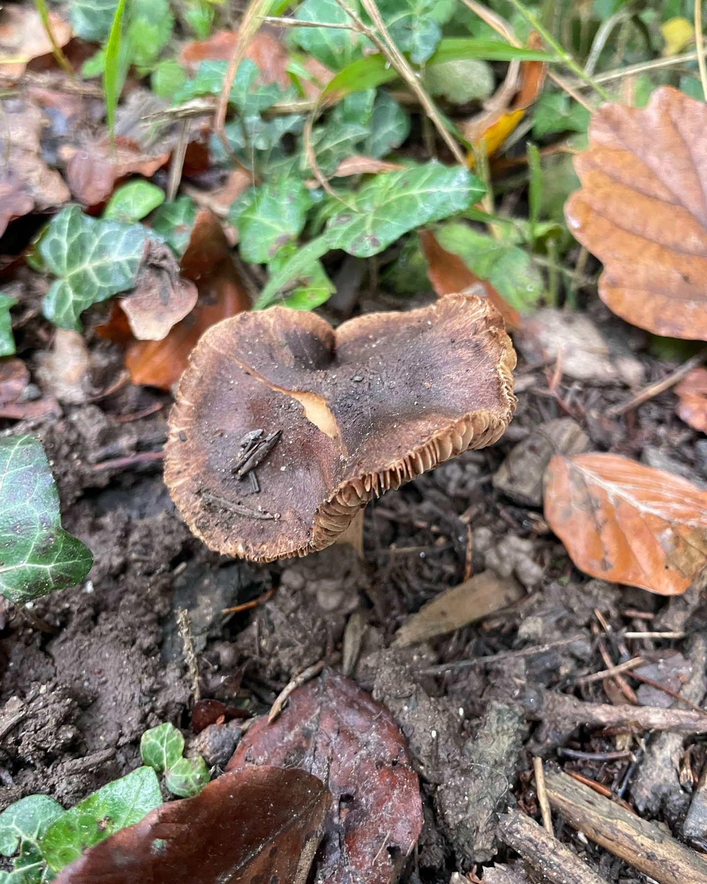 Bild aus dem Instagram-Beitrag &laquo;Am Montag waren wir mit unseren Sch&uuml;lerinnen und Sch&uuml;lern wieder im Wald &hellip;&raquo;