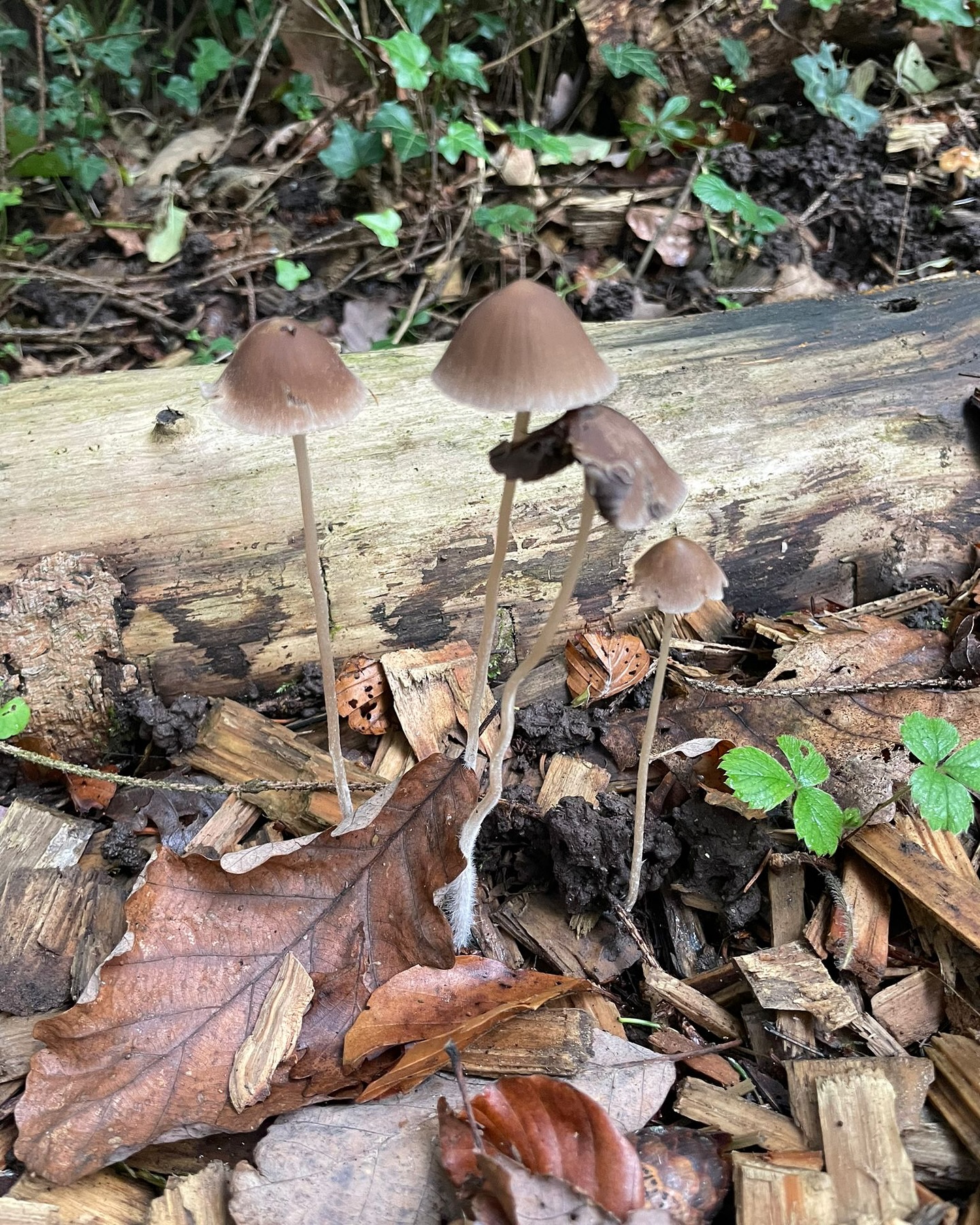 Bild aus dem Instagram-Beitrag &laquo;Am Montag waren wir mit unseren Sch&uuml;lerinnen und Sch&uuml;lern wieder im Wald &hellip;&raquo;