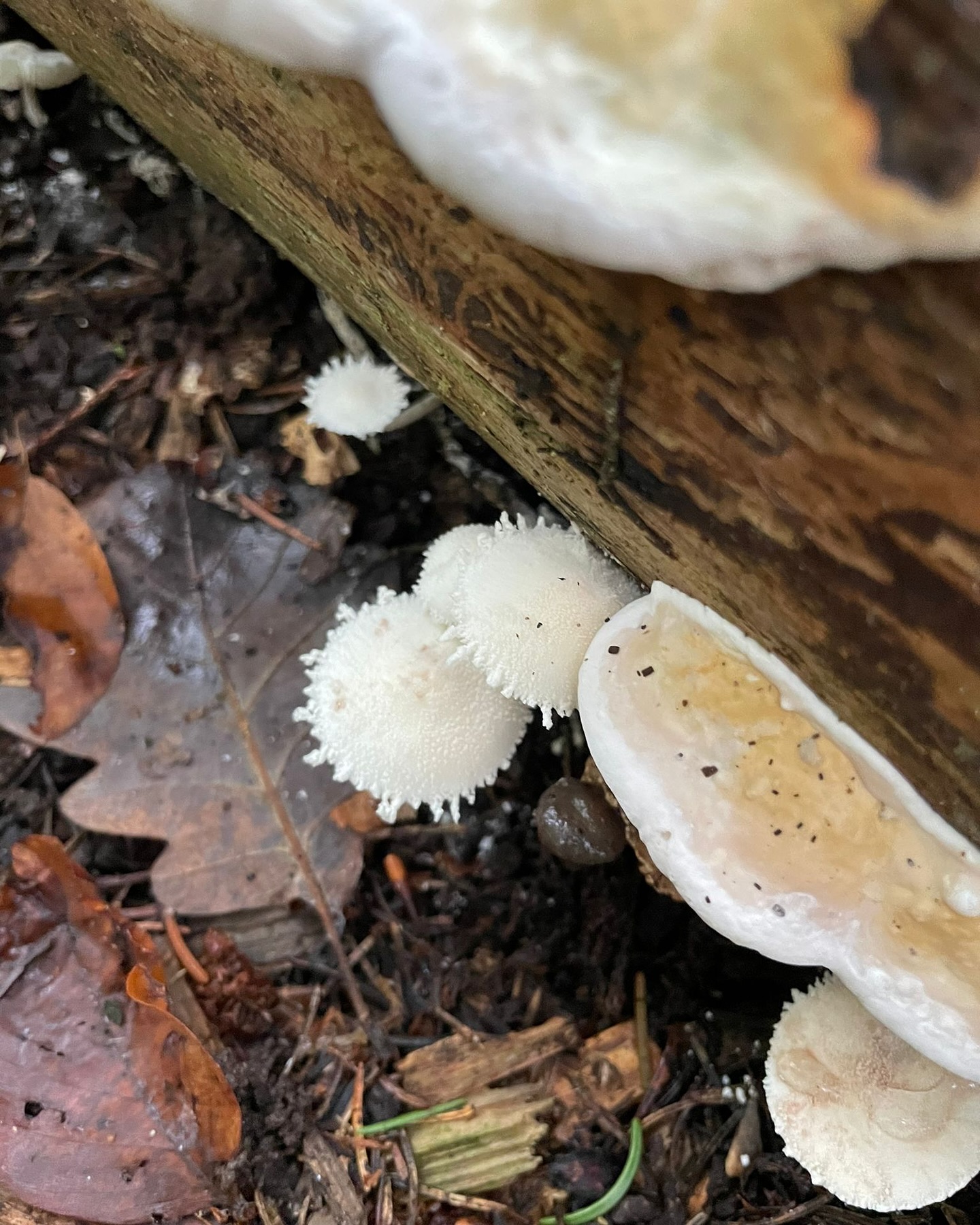 Bild aus dem Instagram-Beitrag &laquo;Am Montag waren wir mit unseren Sch&uuml;lerinnen und Sch&uuml;lern wieder im Wald &hellip;&raquo;