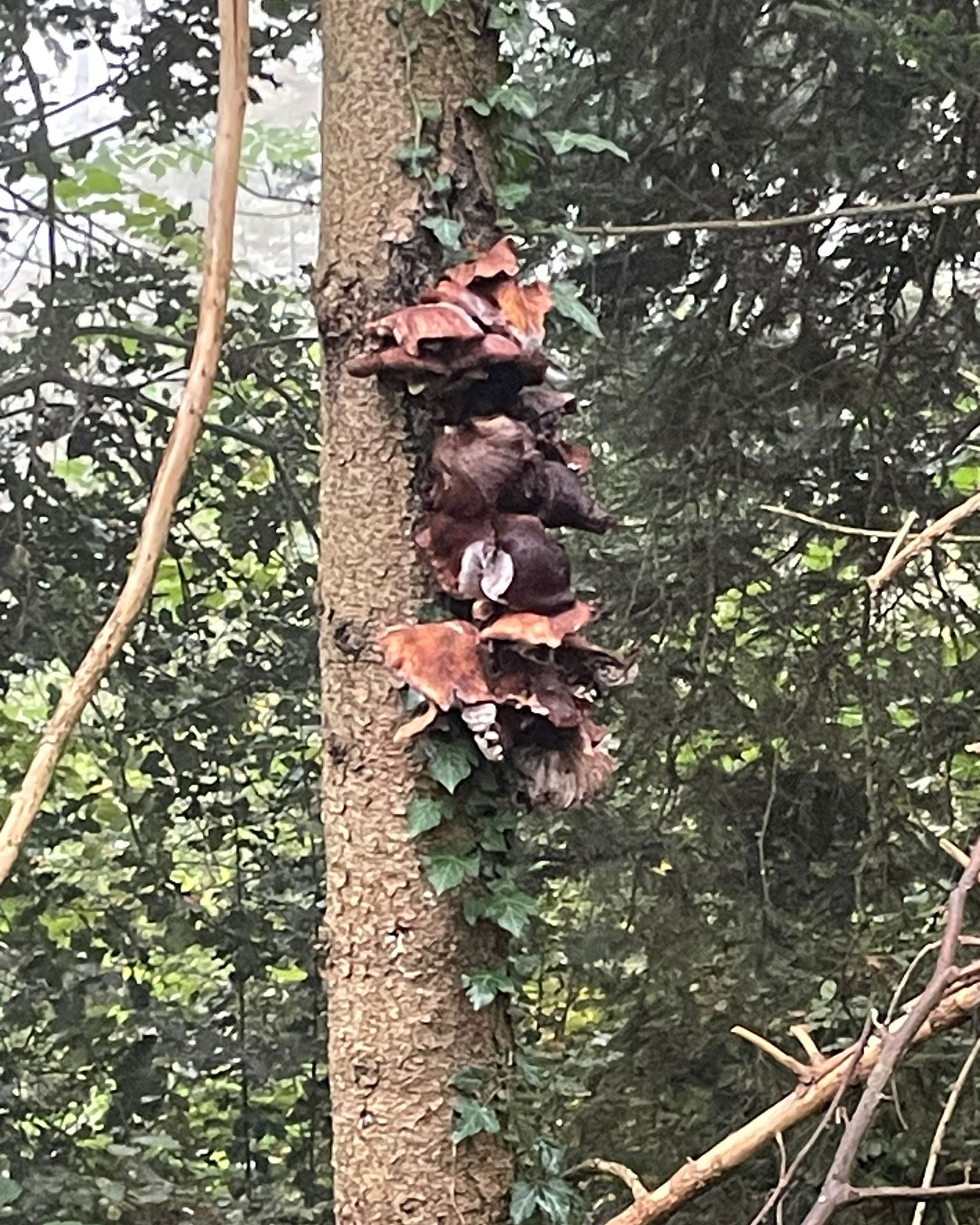 Bild aus dem Instagram-Beitrag &laquo;Am Montag waren wir mit unseren Sch&uuml;lerinnen und Sch&uuml;lern wieder im Wald &hellip;&raquo;