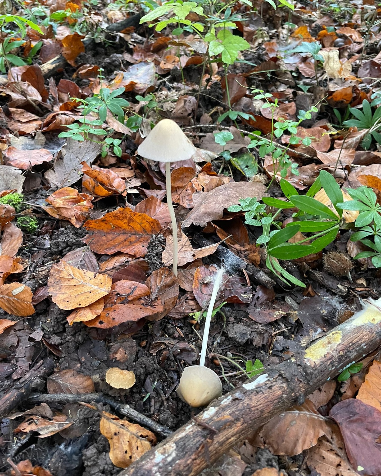Bild aus dem Instagram-Beitrag &laquo;Am Montag waren wir mit unseren Sch&uuml;lerinnen und Sch&uuml;lern wieder im Wald &hellip;&raquo;