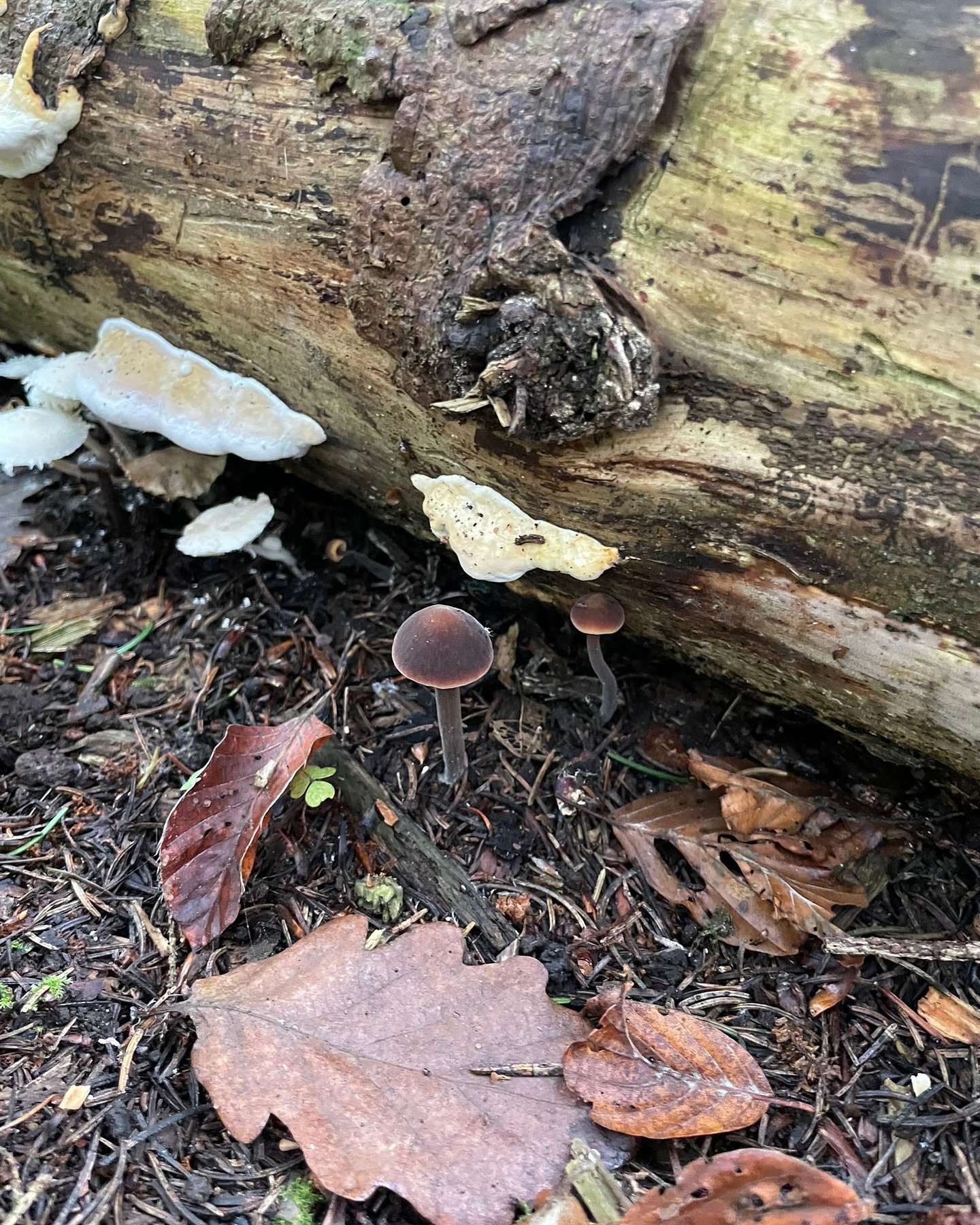 Bild aus dem Instagram-Beitrag &laquo;Am Montag waren wir mit unseren Sch&uuml;lerinnen und Sch&uuml;lern wieder im Wald &hellip;&raquo;