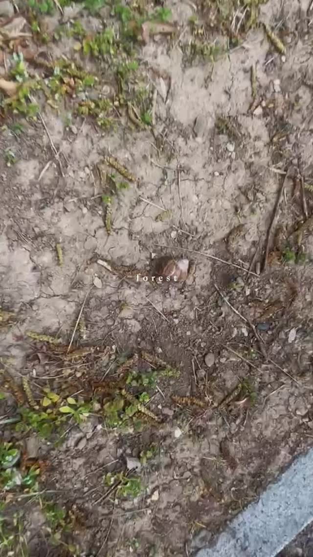 Bild aus dem Instagram-Beitrag &laquo;Jeden Montag verbringen wir unseren gemeinsamen Waldtag in der Natur.&raquo;