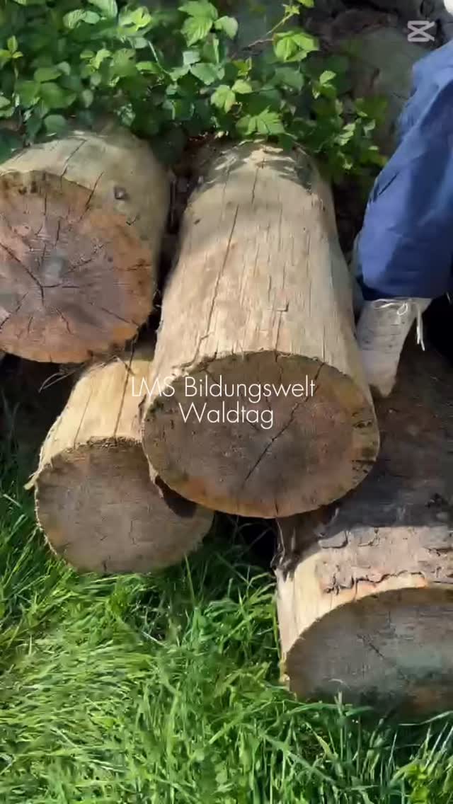 Bild aus dem Instagram-Beitrag &laquo;Unser Waldtag bleibt immer spannend!&raquo;